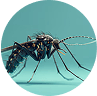 Mosquito Terminator Drone